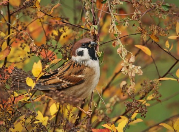 Птицы в осеннем саду