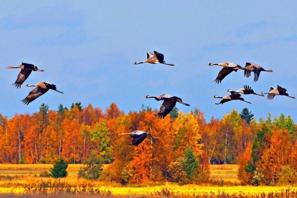 Курлычат Журавли