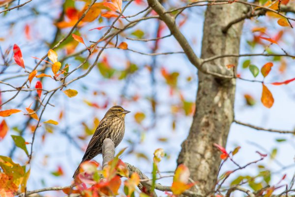 Птица в листве