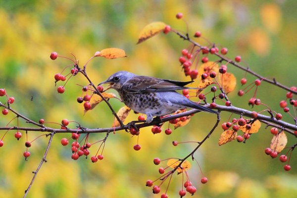 Осенний рябинник