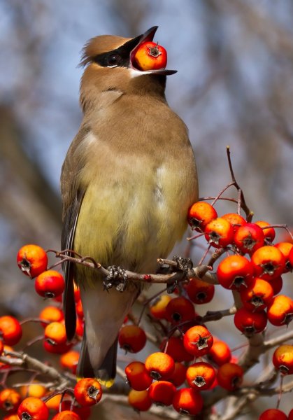 Американский свиристель