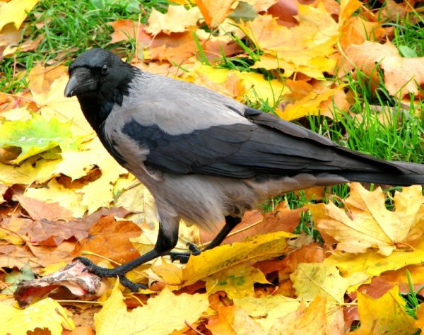Ворона осень