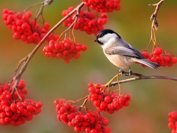 Рябина в природе