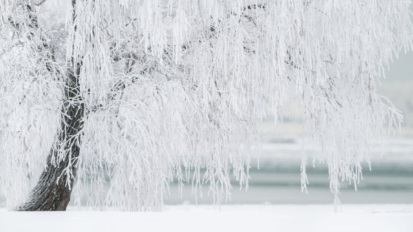 Белое дерево