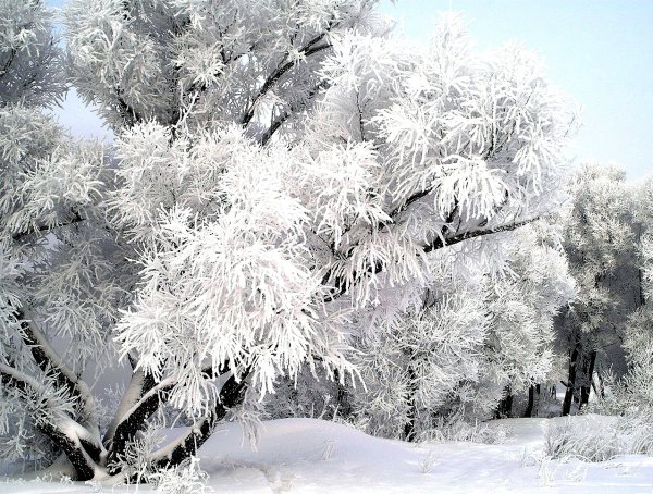 Деревья в снегу