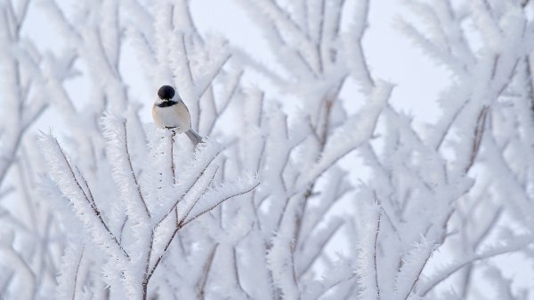 Снег птицы дерево