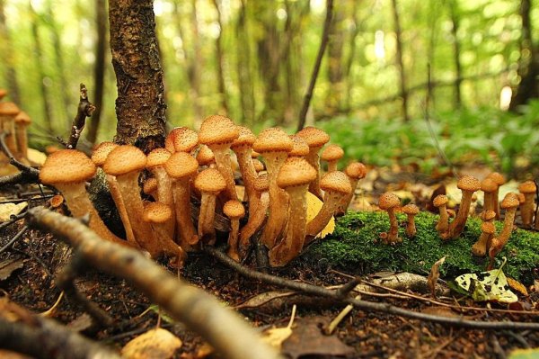 Опёнок осенний (Armillaria mellea)
