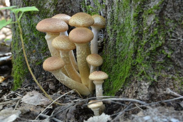 Опёнок осенний