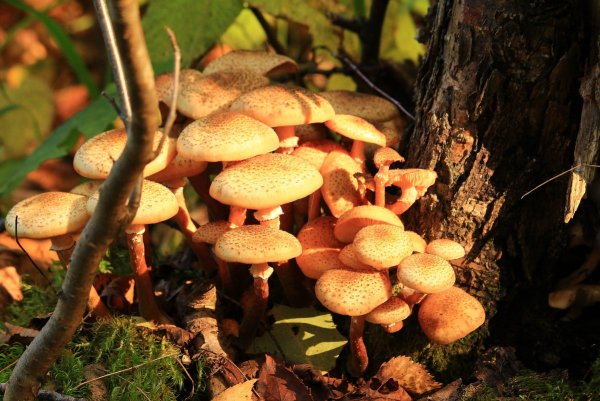 Опёнок осенний