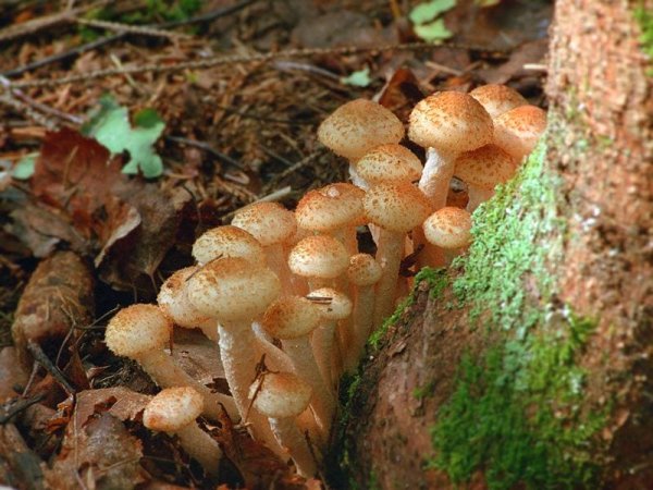 Опёнок осенний