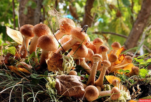 Весенние опята