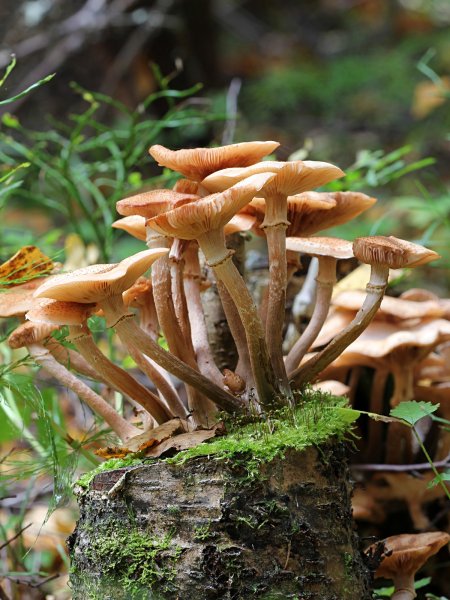 Галерина окаймленная и летний опенок