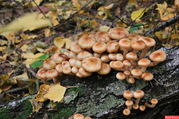 Лесные опята серые