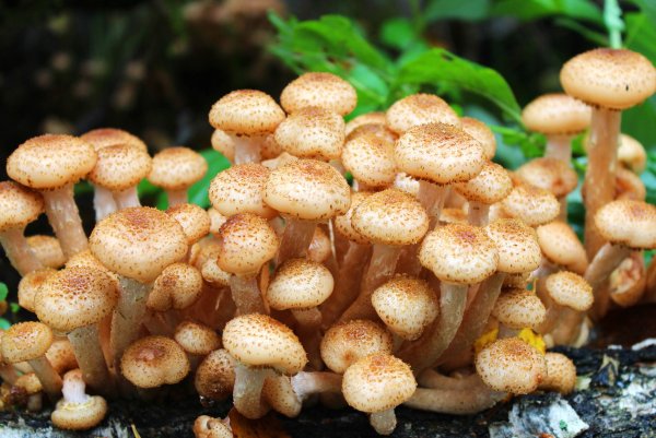 Летний опенок Kuehneromyces mutabilis