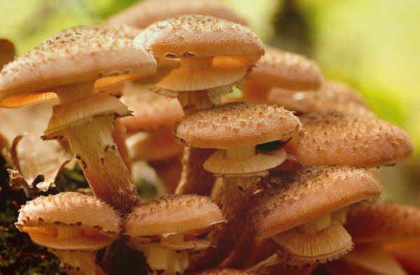 Опенок осенний (Armillaria mellea; Armillaria Borealis