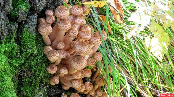 Опенок амилярии