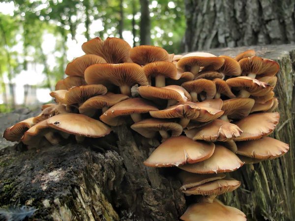 Летний опенок Kuehneromyces mutabilis