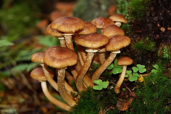 Осенние опята ложные