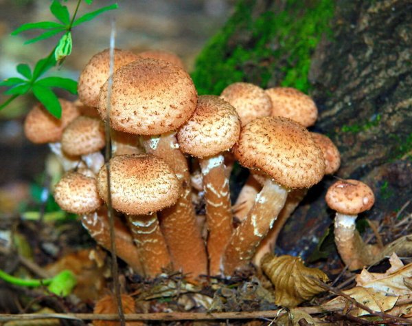Осенние опята (настоящие) (Armillaria mellea)
