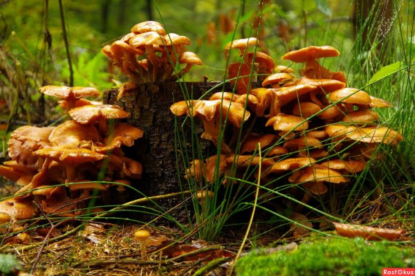 Опята Лесные пеньковые