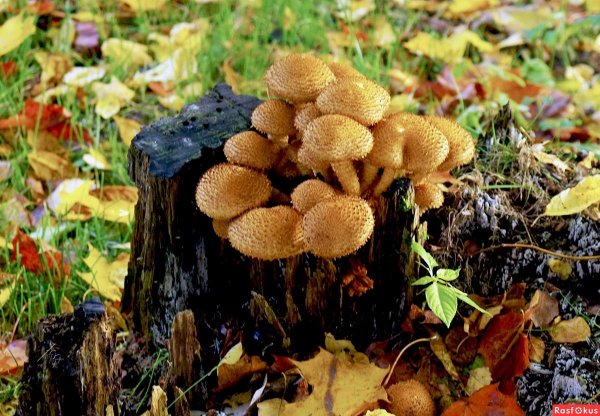 Пеньковые опята