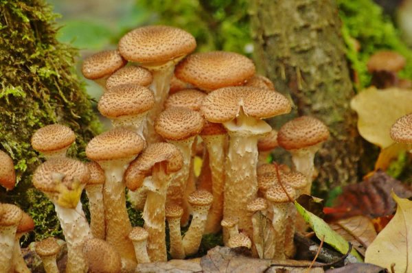 Опёнок толстоногий (Armillaria lutea)