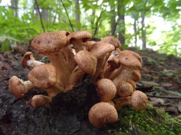 Опёнок осенний