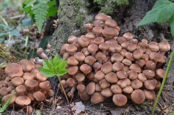 Осенние опята осенние опята