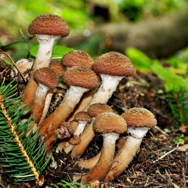 Осенние опята в Приморье