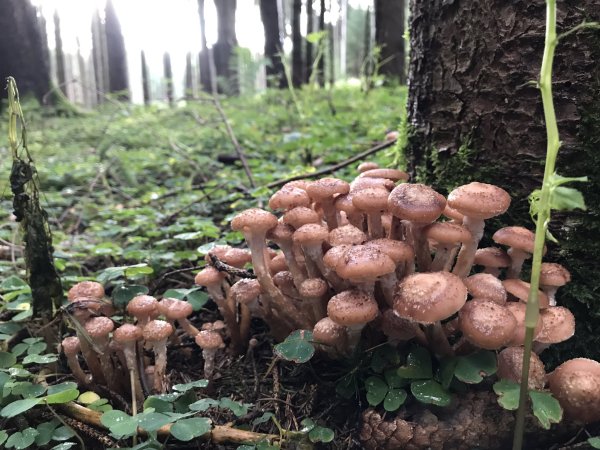 Приморский осенний опенок опёнок