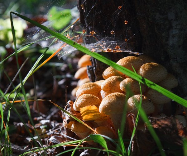 Паутинка опята