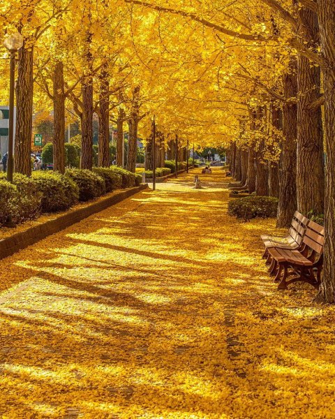 Красивая аллея