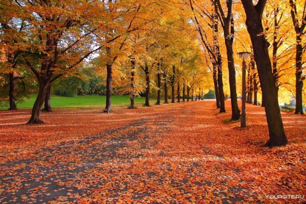 Осенняя аллея