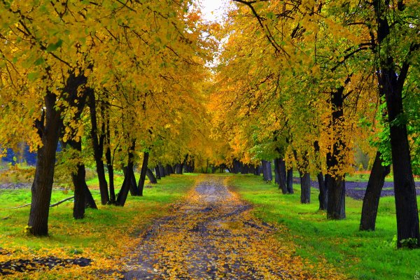 Осенняя Кленовая аллея