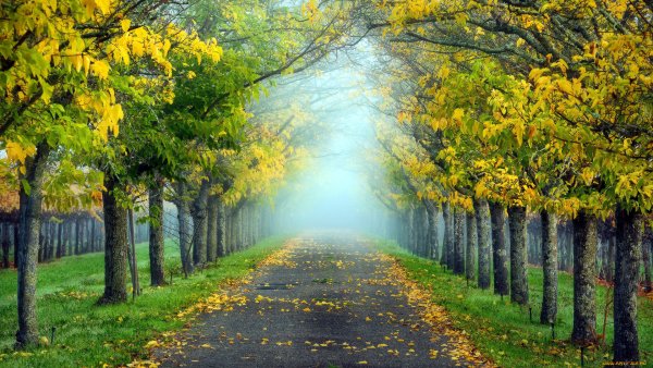 Осень парк аллея