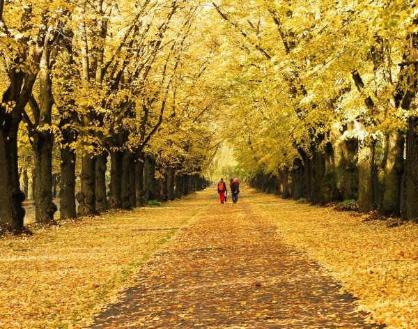 Аллея осенью