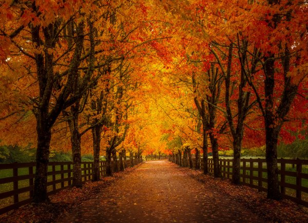 Осень аллея