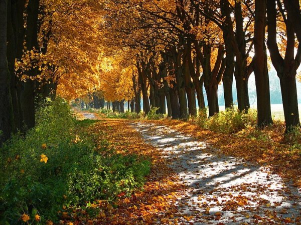 Осень аллея