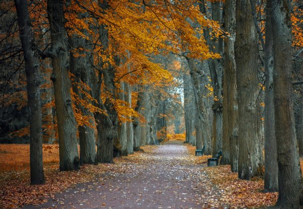 Осень Павловск аллея