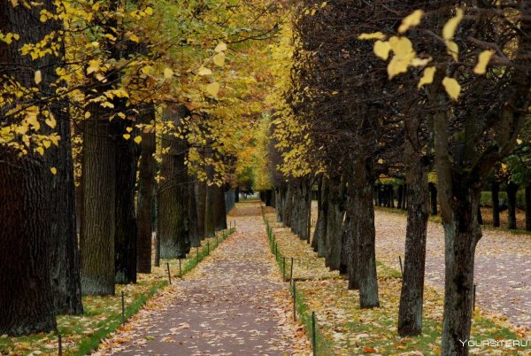 Петергоф аллея парка осень
