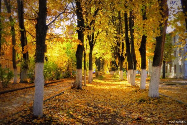 Аллея Кленов в Тюмени