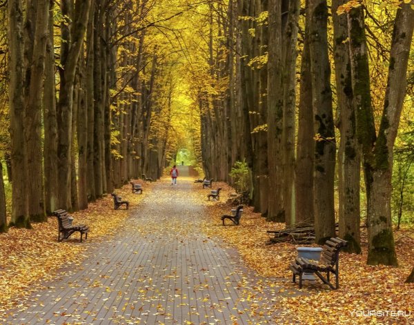 Нижний парк Липовая аллея