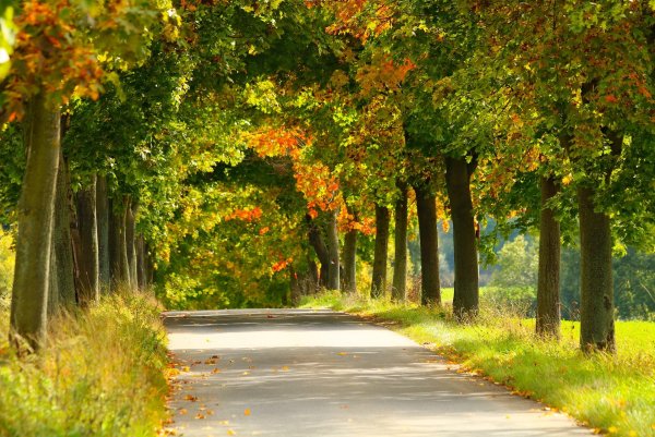 Аллея Крымской весны Алушта