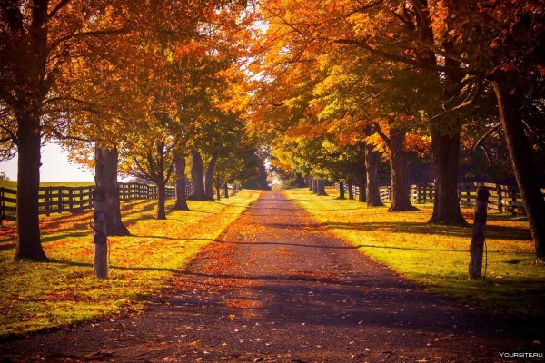 Парк Кленовая аллея осенью