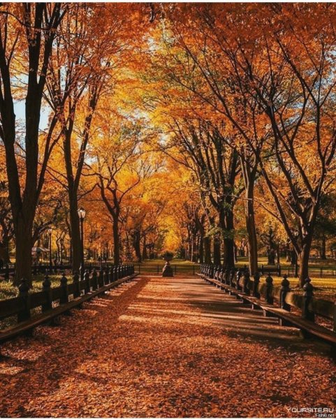Кленовая аллея Санкт-Петербург