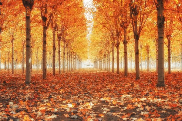 Золотая осень парк аллея