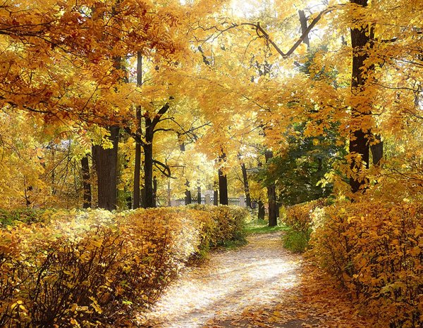 Золотая осень в парке