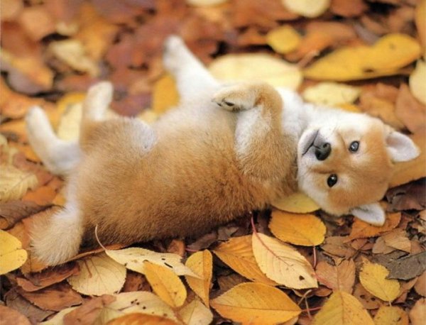 Щенок в листве