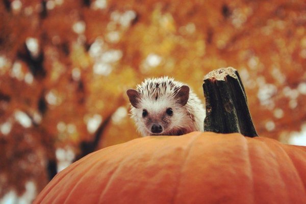 Милый Ёжик осень