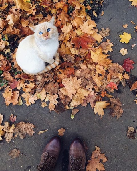 Вдохновение осенние животные